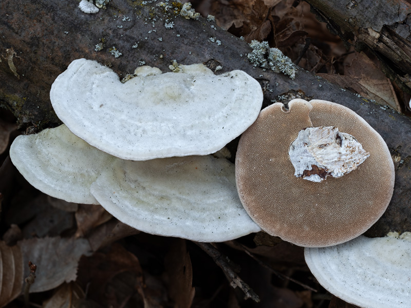 Trametes hirsuta Trametes hirsuta